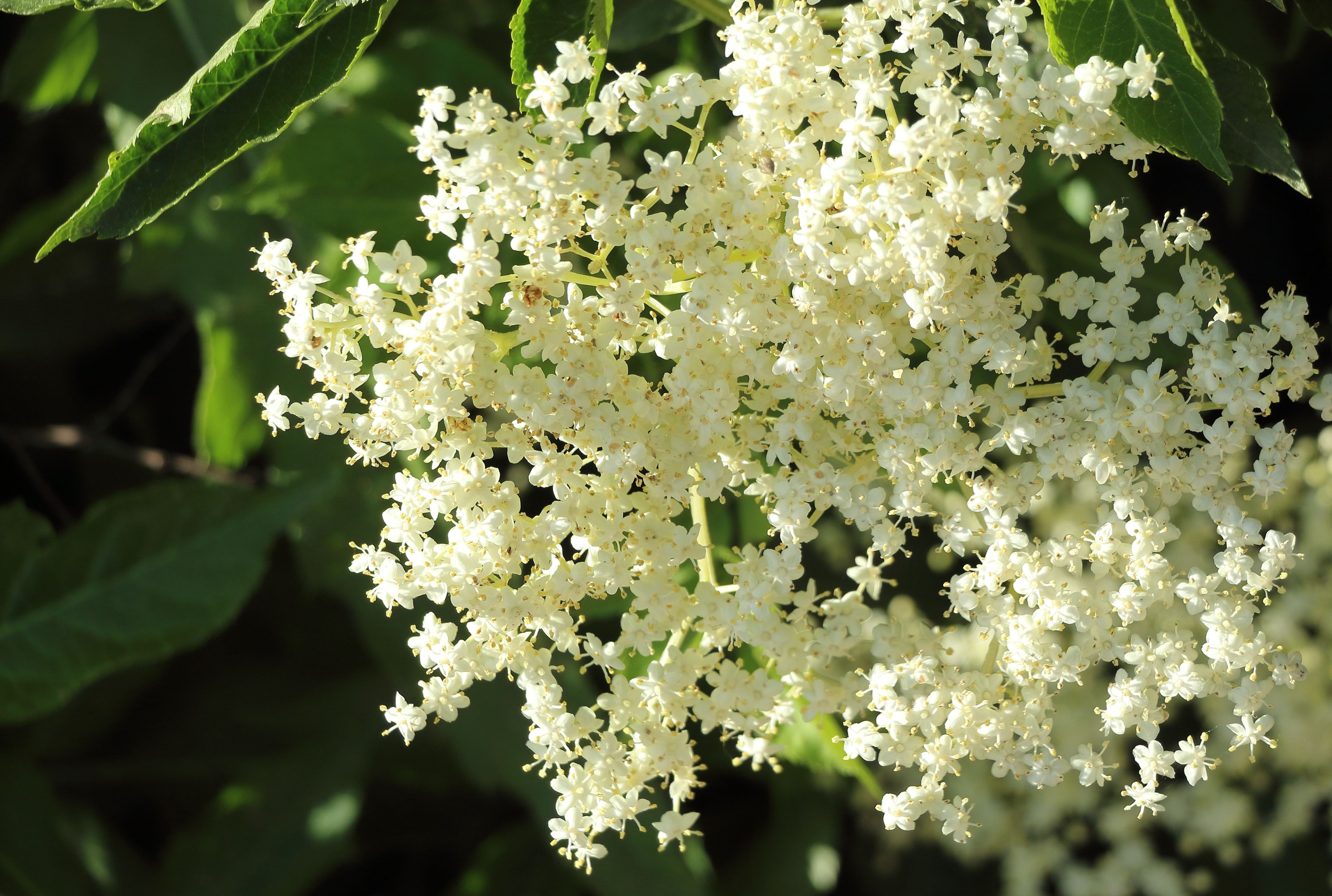 Elderberry home made goodies in Midsummer