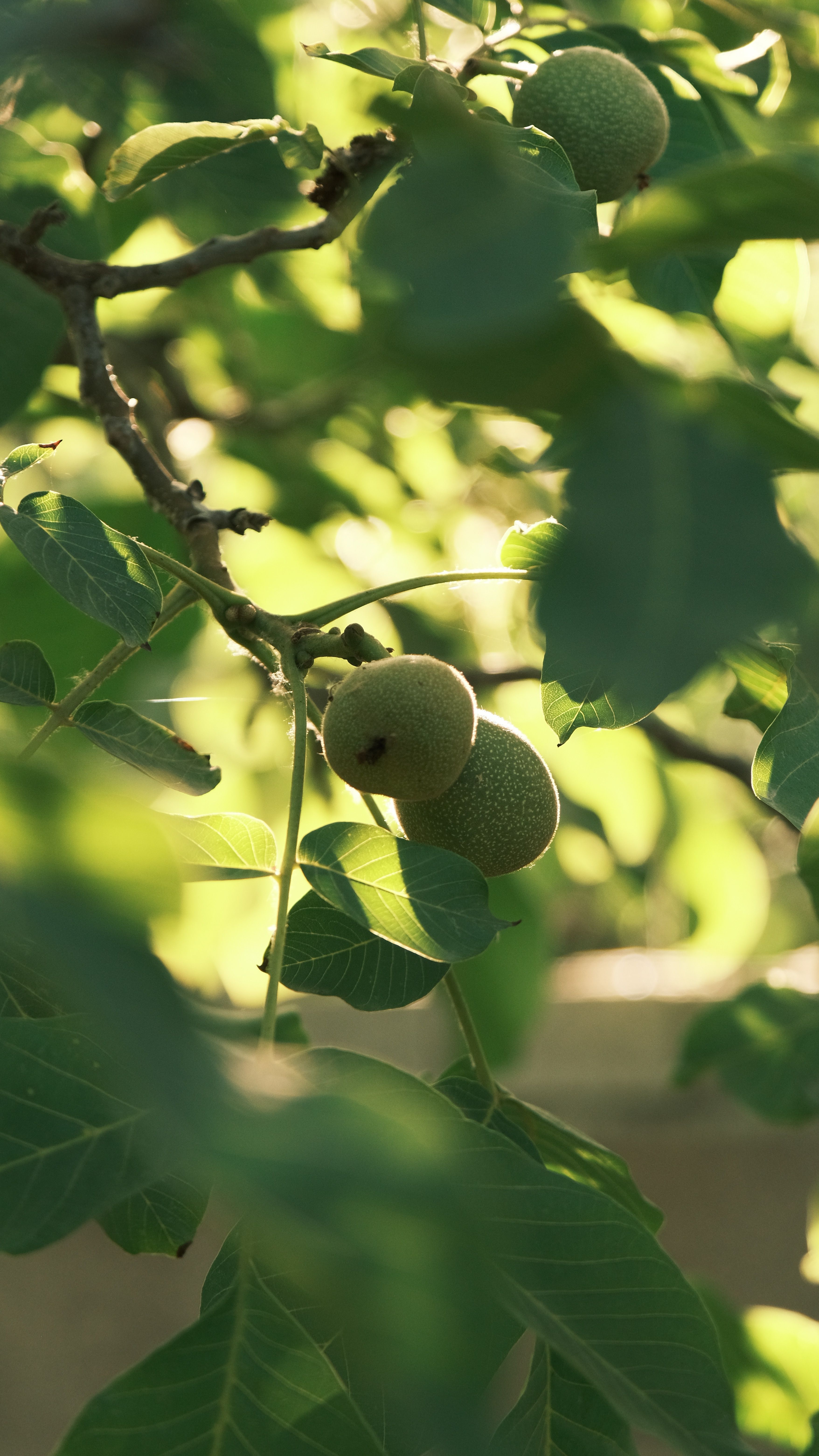 Note that – Notico or Go Nuts with Unripe Green Walnuts for Walnut Liquor